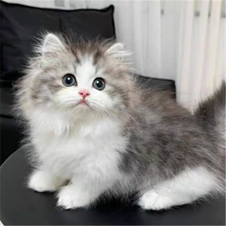 猫舍直销批发价格出售高地长毛猫